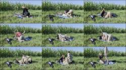 Mila-Hase - SOMMER - SONNE - FICKEN - Hei?es Outdoor Video voller Lust, Spontanita... [FullHD 1080P]  - MyDirtyHobby