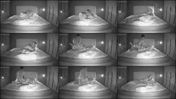 Draca And Pryo Dick Measure And Bedroom Sex 12 12 2025 Cam 2 [HD 720P]  