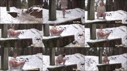 Yellow Snow [FullHD 1080P]  