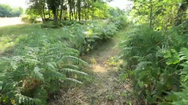Luna Doll - Sloppy Deepthroats Blowjob And Balls Licking In the Forest [HD 720P]  